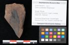 Foto (Objekt + Etikett) von Quercus palaeoilex Ettingshausen (NHMW-GEO-2024-0188-0819)